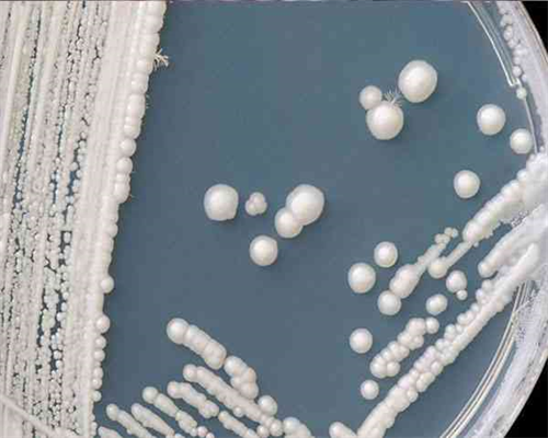 重庆做三代囊胚有缺陷能移植吗(重庆三代供卵代生在哪三代供卵代生在哪)